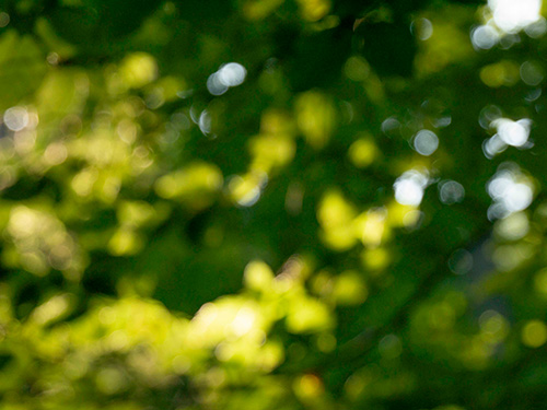 Blätterdach01 Blätter-Bokeh